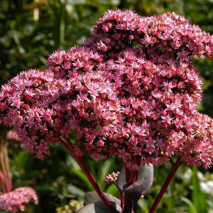 6 x Sedum 'Matrona' - Vetkruid pot 9x9cm