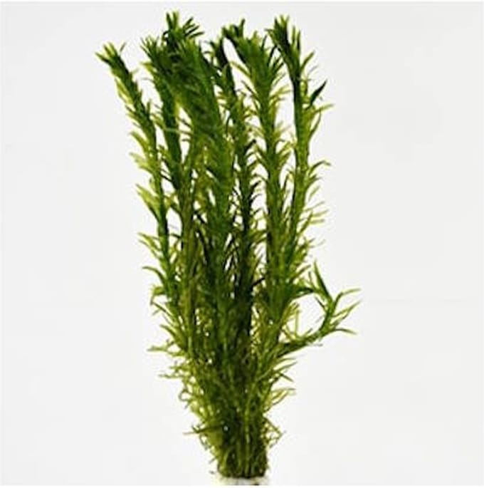 Moerings Elodea densa | Waterpest | In Beker