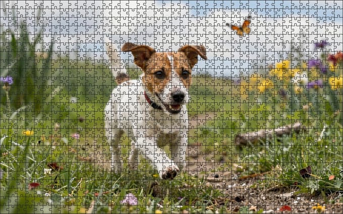 Puzzel Jack Russell in de heide | 1000 stukjes | Dierenpuzzel | Hondenpuzzel