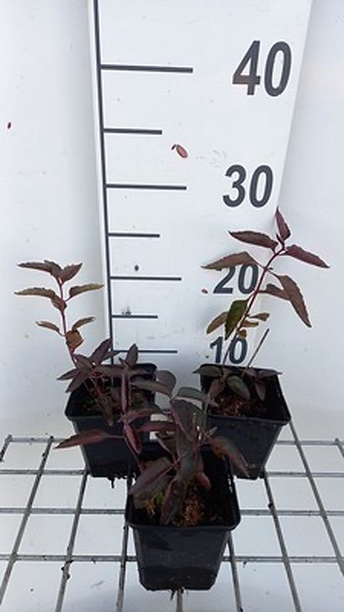 6x Heliopsis - Heliopsis hel. 'Burning Hearts' | 9x9 cm pot