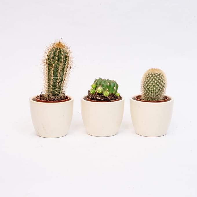 Plantenset van 3 met mini pot - Blauw/wit - Cactus mix - Ø 6 cm