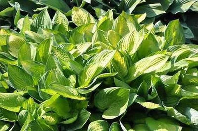 6x Hartlelie - Hosta hybr. 'Gold Standard' | 9x9 cm pot