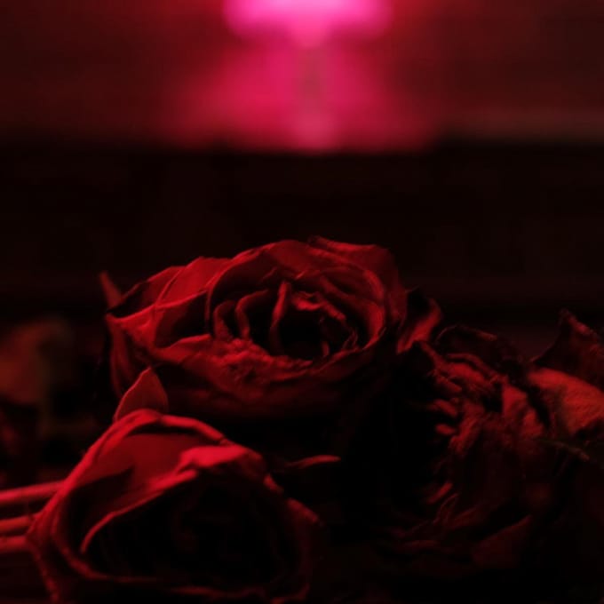 Roses - The Paper Kites