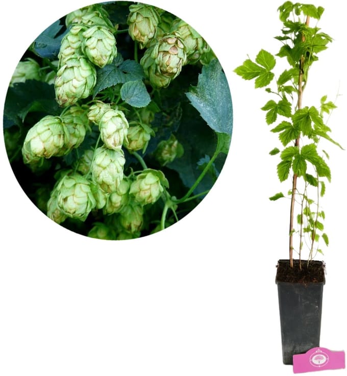 Humulus lupulus 'Nordbrau', Hopplant, Hoogte 45-50cm, 2 liter pot.