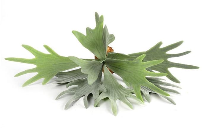Countryfield Kunstplant steker/hang Platycerium groen