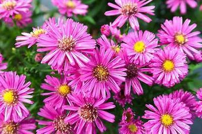 6x Aster - Aster dum. 'Jenny' | pot de 9 x 9 cm