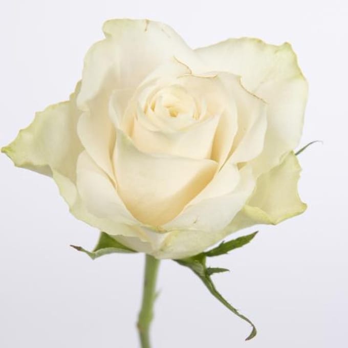 20x Rosa athena 60cm
