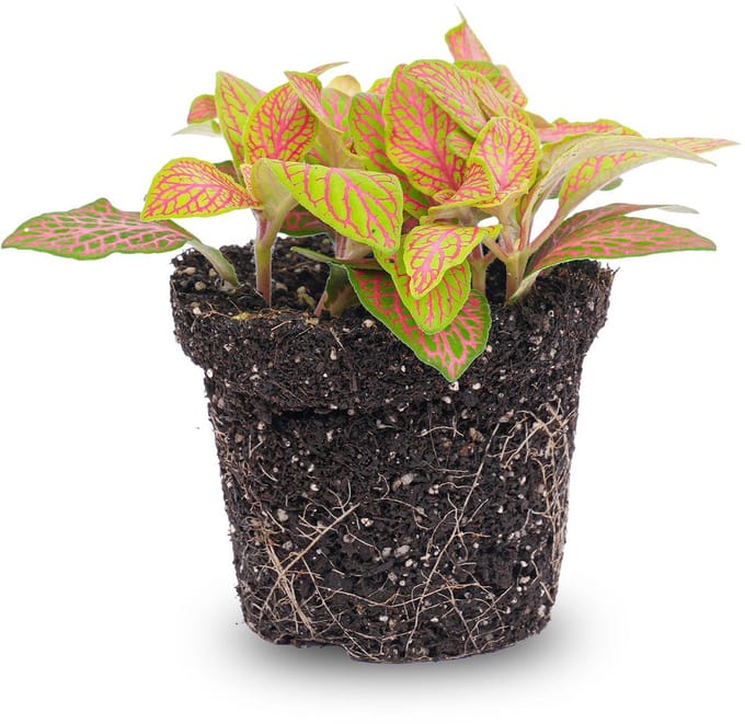 Fittonia Ruby Lime - Mozaïekplant