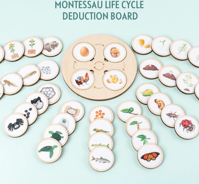 Levenscycles Spel met 10 soorten cycles - Montessori-Educatief bord spel - kinderspeelgoed