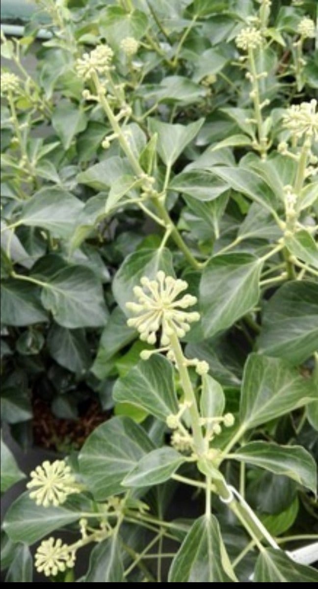 Hedera helix 'Arborescens' - Struikklimop 50- 60 cm in pot