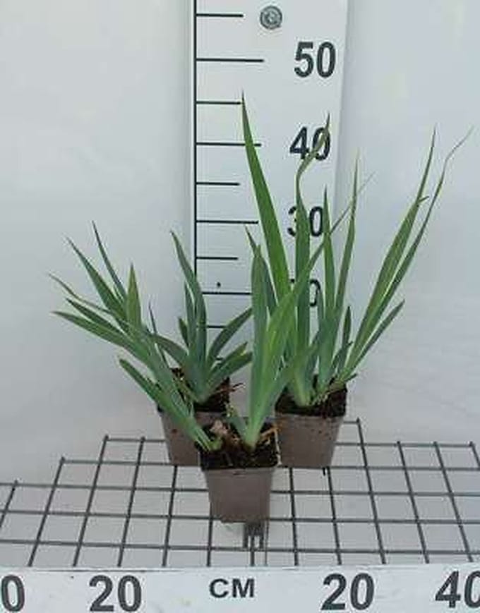 6x Baardiris - Iris (germ.) 'Immortality' | 9x9 cm pot