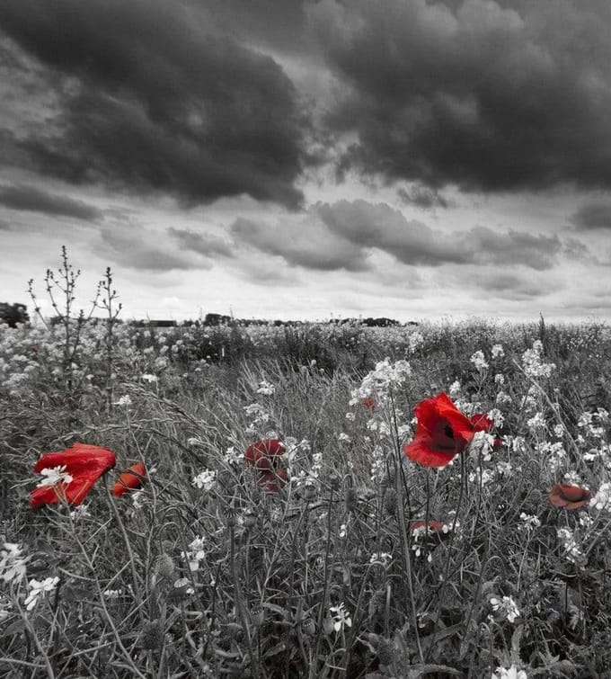 Fotobehang - Poppies Black 225x250cm - Vliesbehang