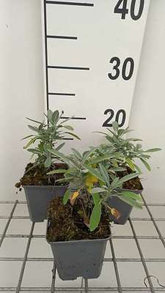 6x Struiksalie - Salvia lavandulifolia | 9x9 cm pot