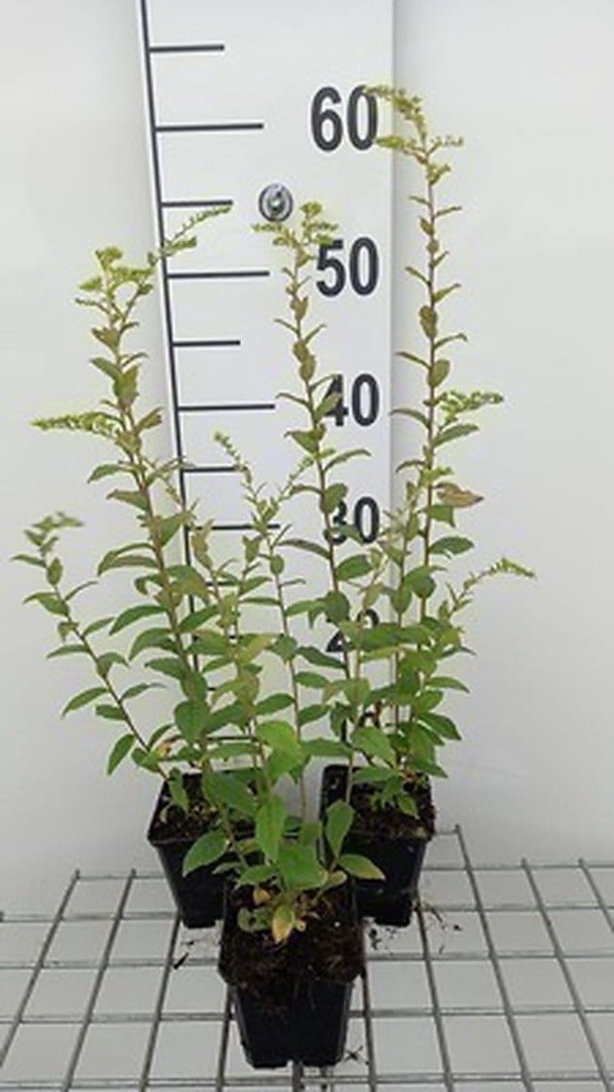 6x Guldenroede - Solidago rugosa | 9x9 cm pot