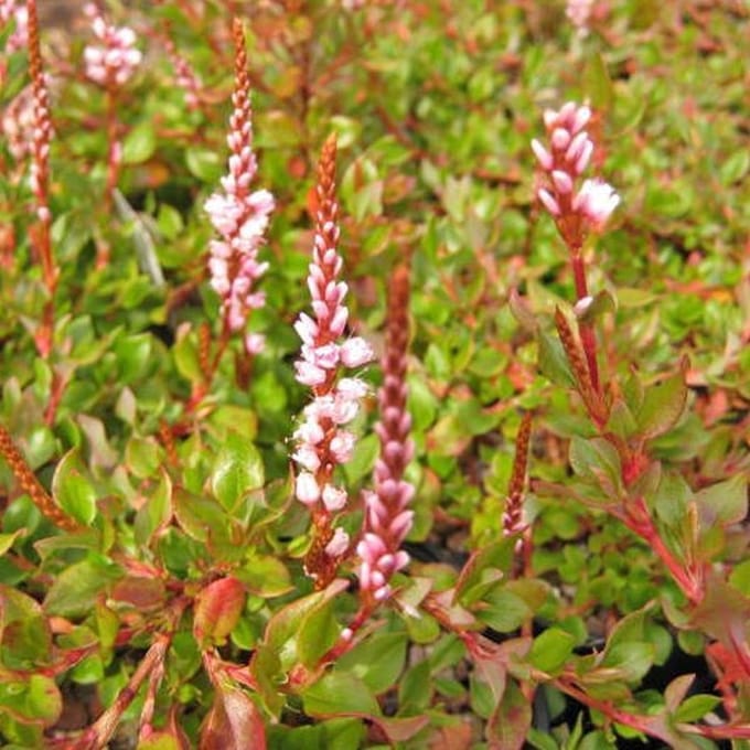 6 x Persicaria Vacciniifolia - Duizendknoop pot 9x9cm