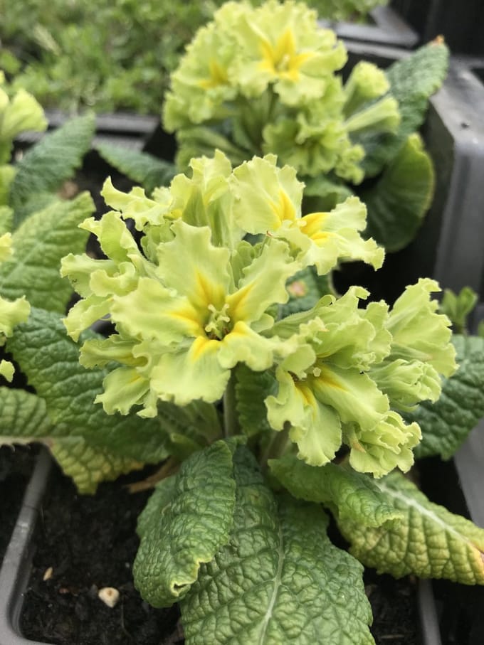 6 x Primula 'Franceska' - Sleutelbloem - P9 Pot (9 x 9cm) - Dima Vaste Planten
