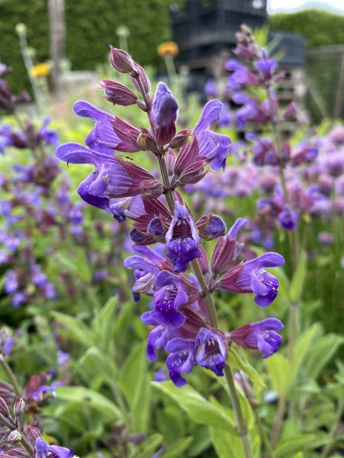 6 x Salvia officinalis - Salie - P9 Pot (9 x 9cm) - Dima Vaste Planten