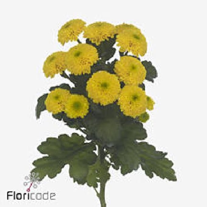 10x Chrysant letitbe 70cm