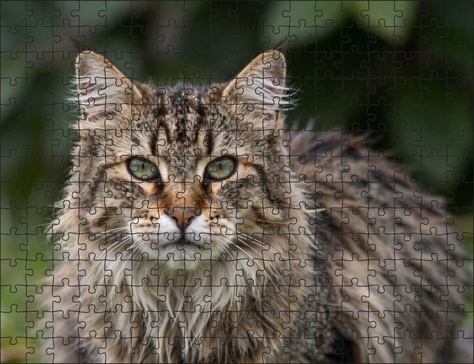 Puzzel Noorse Boskat | 252 stukjes | Dierenpuzzel | Kattenpuzzel
