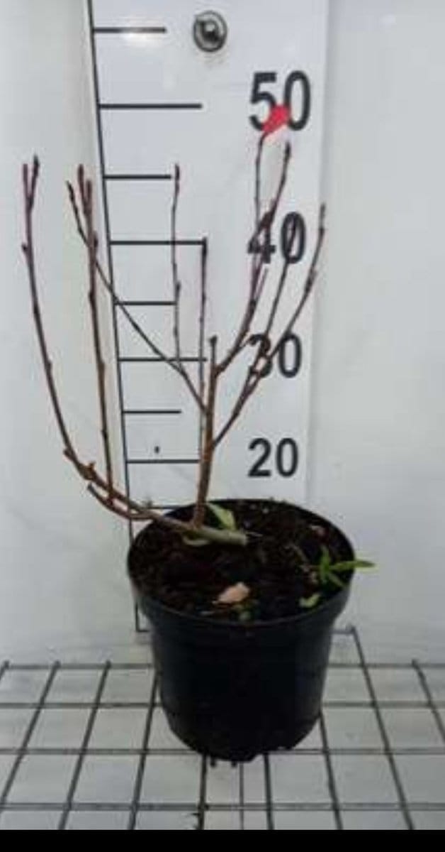 2 x Aronia prun. 'Nero' - Appelbes 50- 60 cm in pot