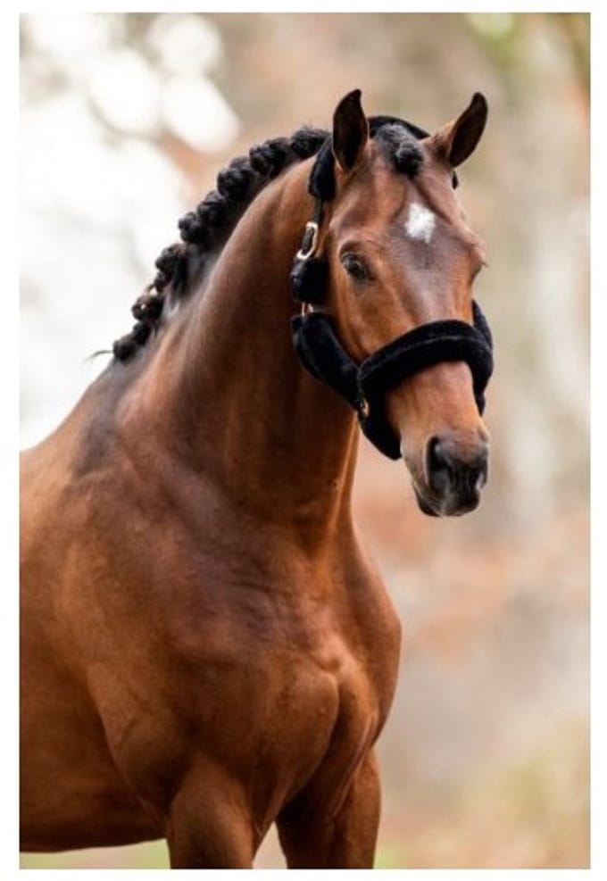 Showtime Teddyhalster Zwart/ Rose Gold Pony