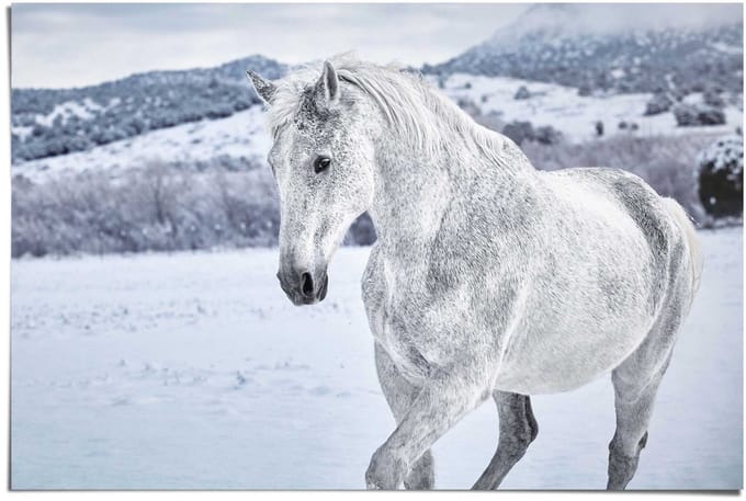 Poster Paard - 61 x 91,5 - Papier - REINDERS