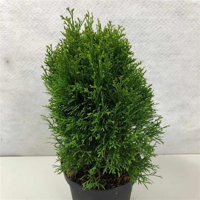 Thuja occ. 'Kraznal' - Levensboom | 25-30 cm pot