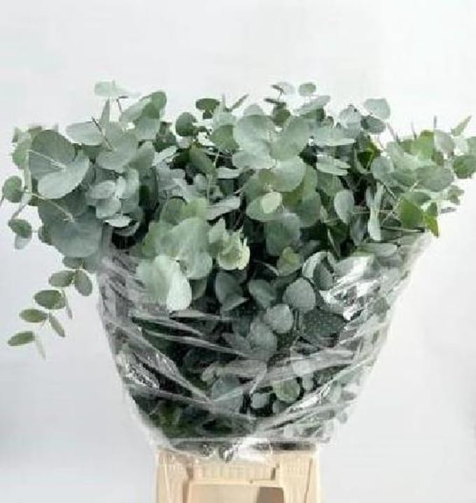 1x Sg eucalyptus cin.(bos) 70cm