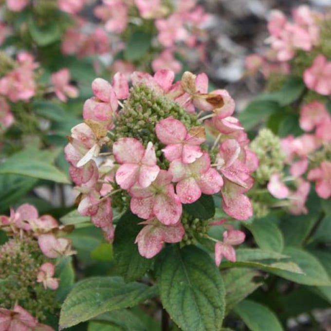 Hydrangea Paniculata 'Dart's Little Dot' - Hortensia 30-40 cm in pot