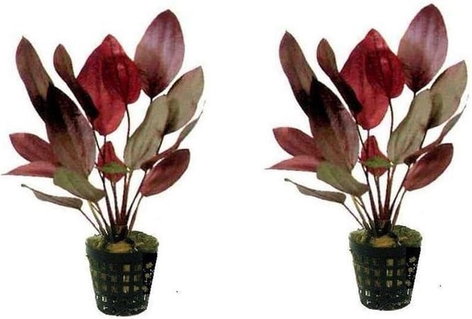 Levende aquariumplant Echinodorus ozelot Rood 5 cm pot per 2 stuks