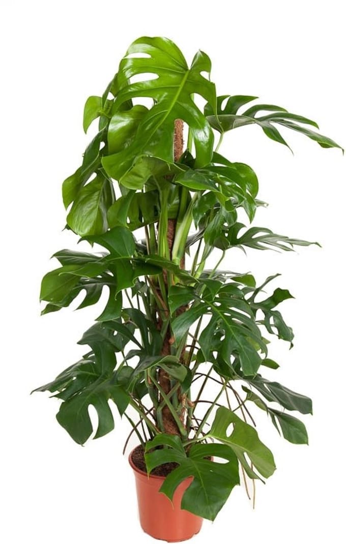 Monstera Deliciosa met mosstok - Hoogte 120cm - Pot 24cm
