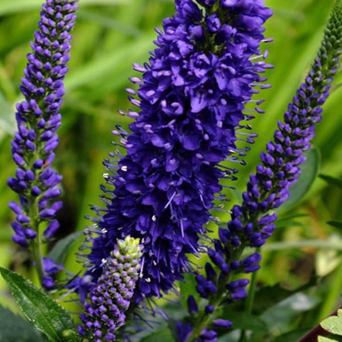 6 x Veronica Spicata - Aarereprijs pot 9x9cm