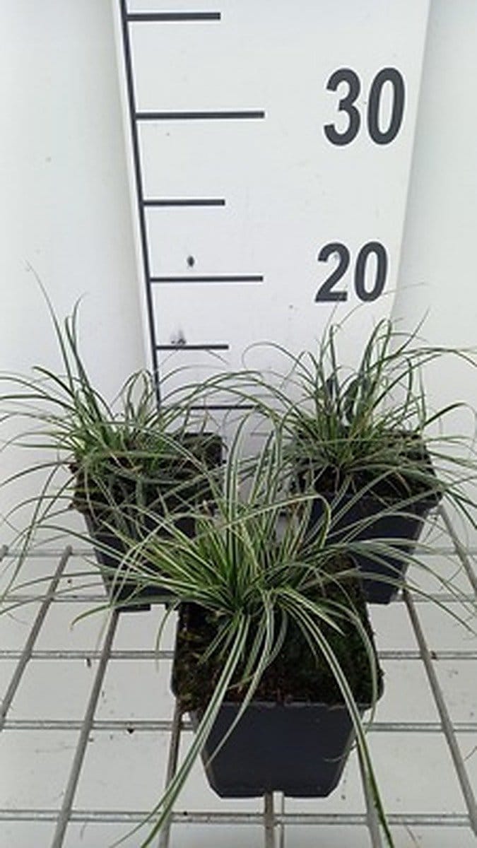 6x Zegge - Carex conica 'Snowline' | 9x9 cm pot