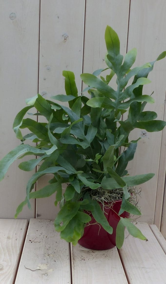 Blauwvaren Phlebodium in rode pot 30 cm