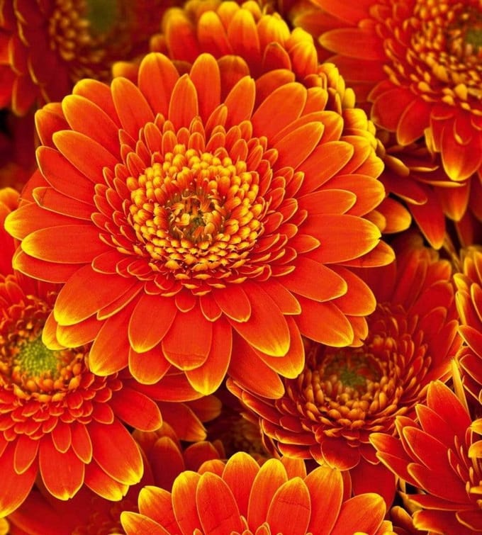 Fotobehang - Gerbera 225x250cm - Vliesbehang