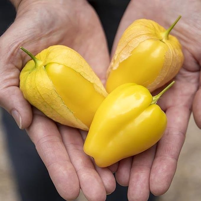 Tomatillo zaden - Tomatillo Queen of Malinalco