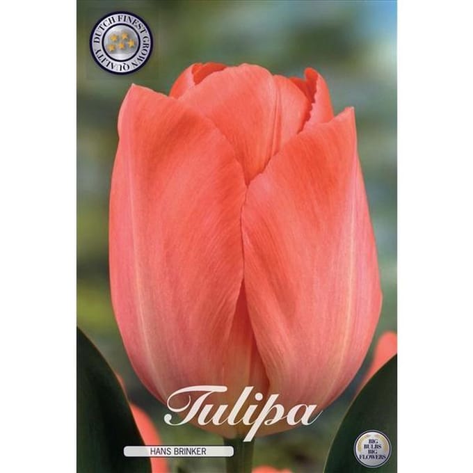 Hans Brinker Darwin Hybride Tulpen bollen 10 stuks Bolmaat 12+
