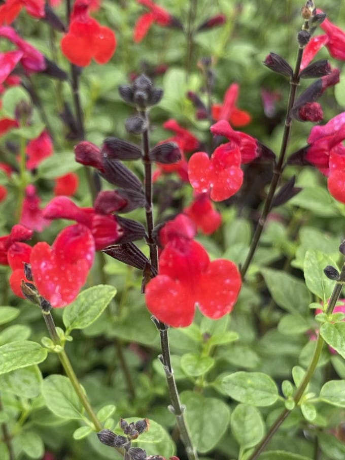 6x Salie - Salvia 'Royal Bumble'