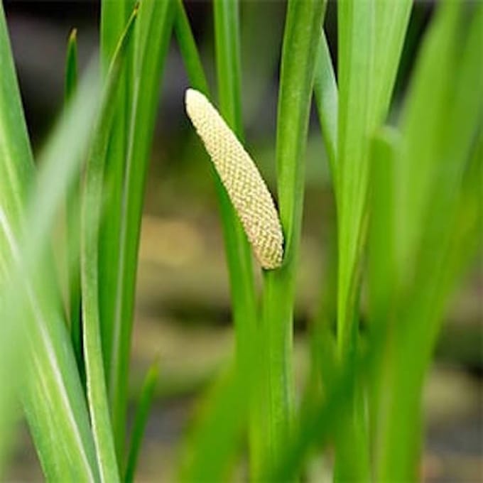 Moerings Acorus Calamus | Kalmoes | In 9CM pot