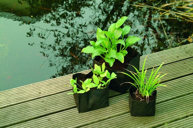 Ubbink Care Plant