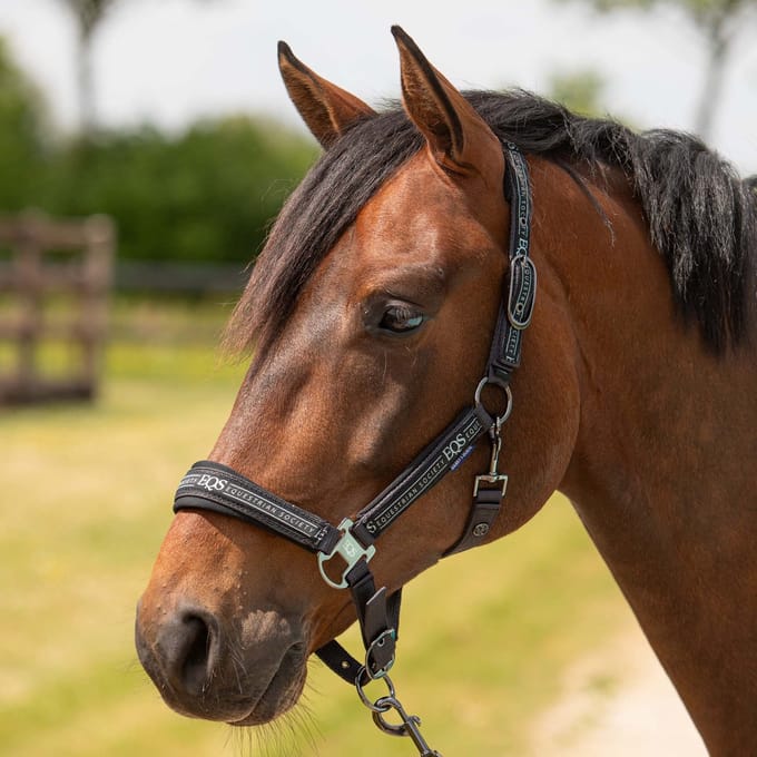 Harry's Horse - Halsterset Equestrian Society - Black Sand - Maat Cob