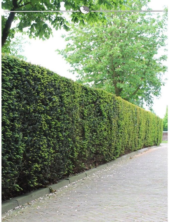 Laurier Prunus Caucasica 140-160 cm in Pot, 5x Haagplant
