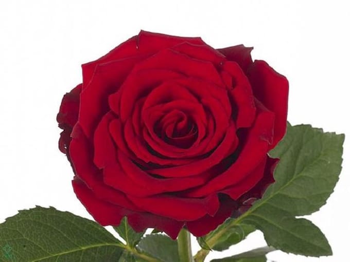 20x Rosa upper class 50cm