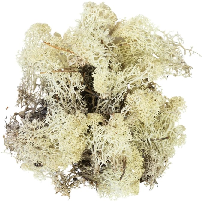 Naturel Rendiermos - Doos 500gr - My Village