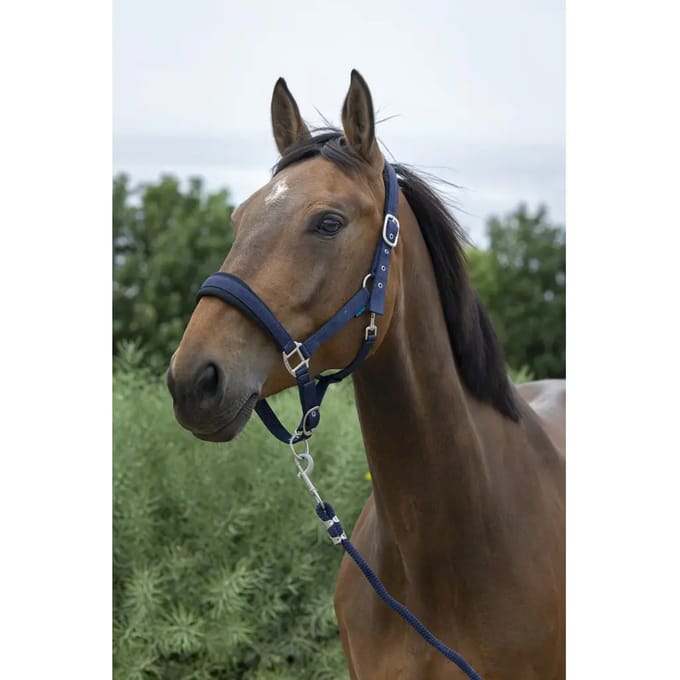 Norton Equestrian Large Halster En Halstertouw Blauw Cob