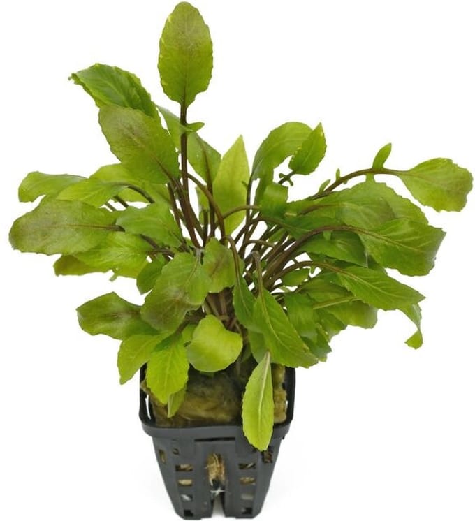 Aquaflora Armoracia Aquatica | in 5 cm pot