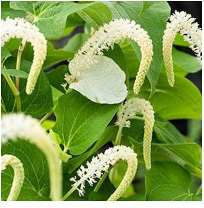 Moerings Saururus Cernuus | Leidse plantje | In 9CM pot
