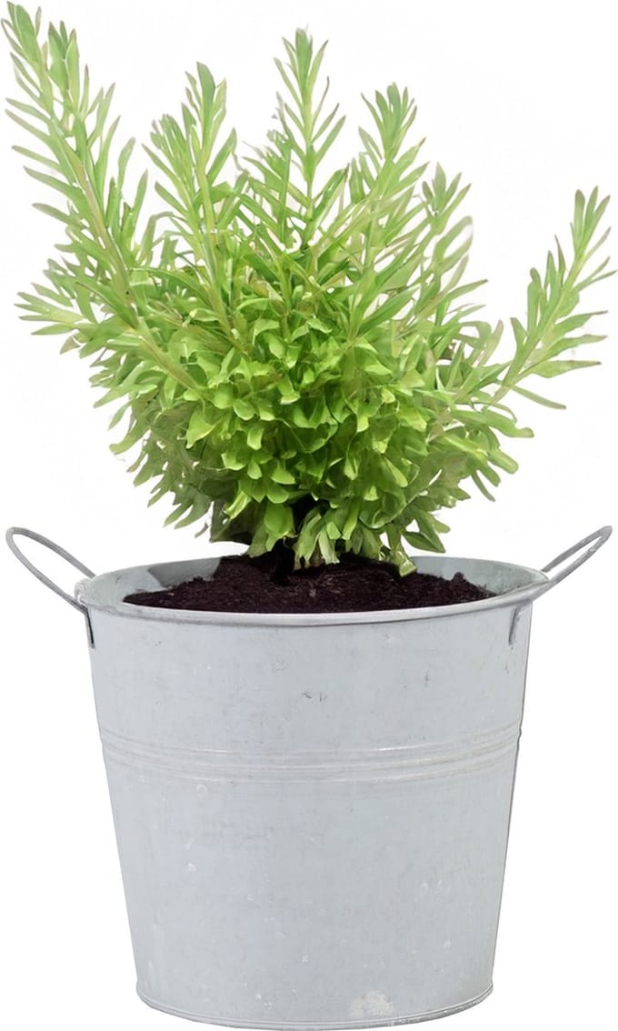 Mega Collections Plantenpot/bloempot/emmer - zink - whitewash - D16 x H14 cm