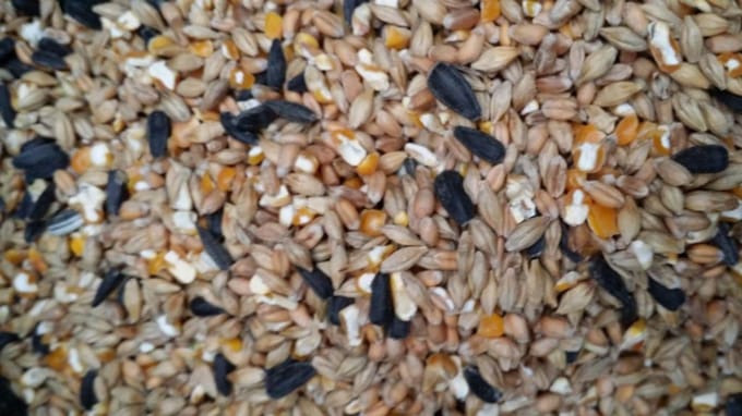 Hadivo Gemengd graan 20KG