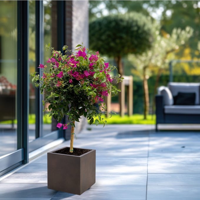 Bougainvillea op stam - 80cm